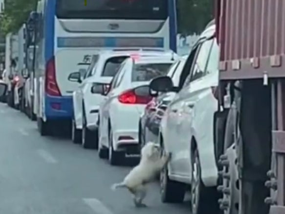 In the 14-second-long video of the incident that was shared on Weibo, the occupant of the car is seen driving away as the dog remains outside