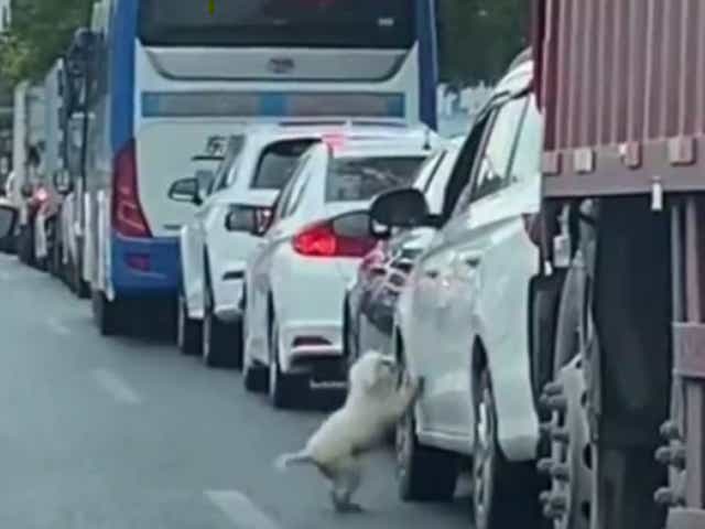 <p>In the 14-second-long video of the incident that was shared on Weibo, the occupant of the car is seen driving away as the dog remains outside</p>