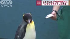 Penguins and otters refuse cheaper fish diet as Japanese aquarium faces rising costs