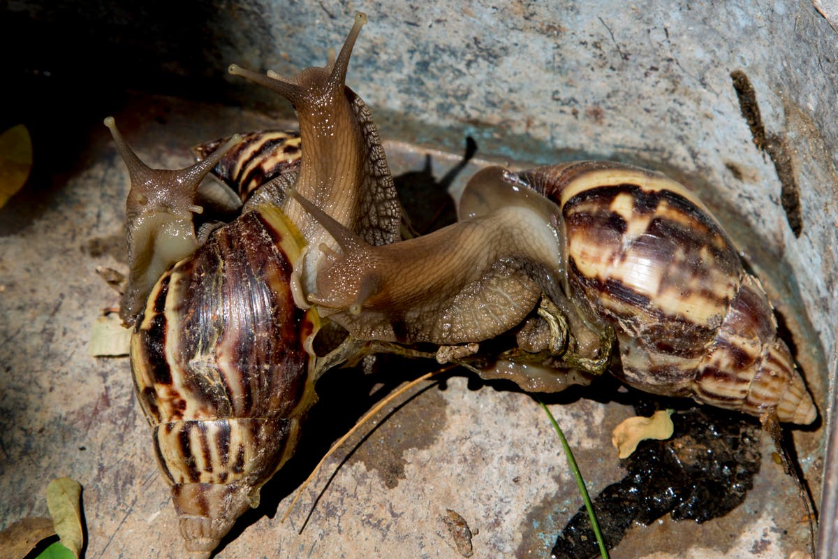 Effort begun to eradicate giant African snails in Florida The Independent