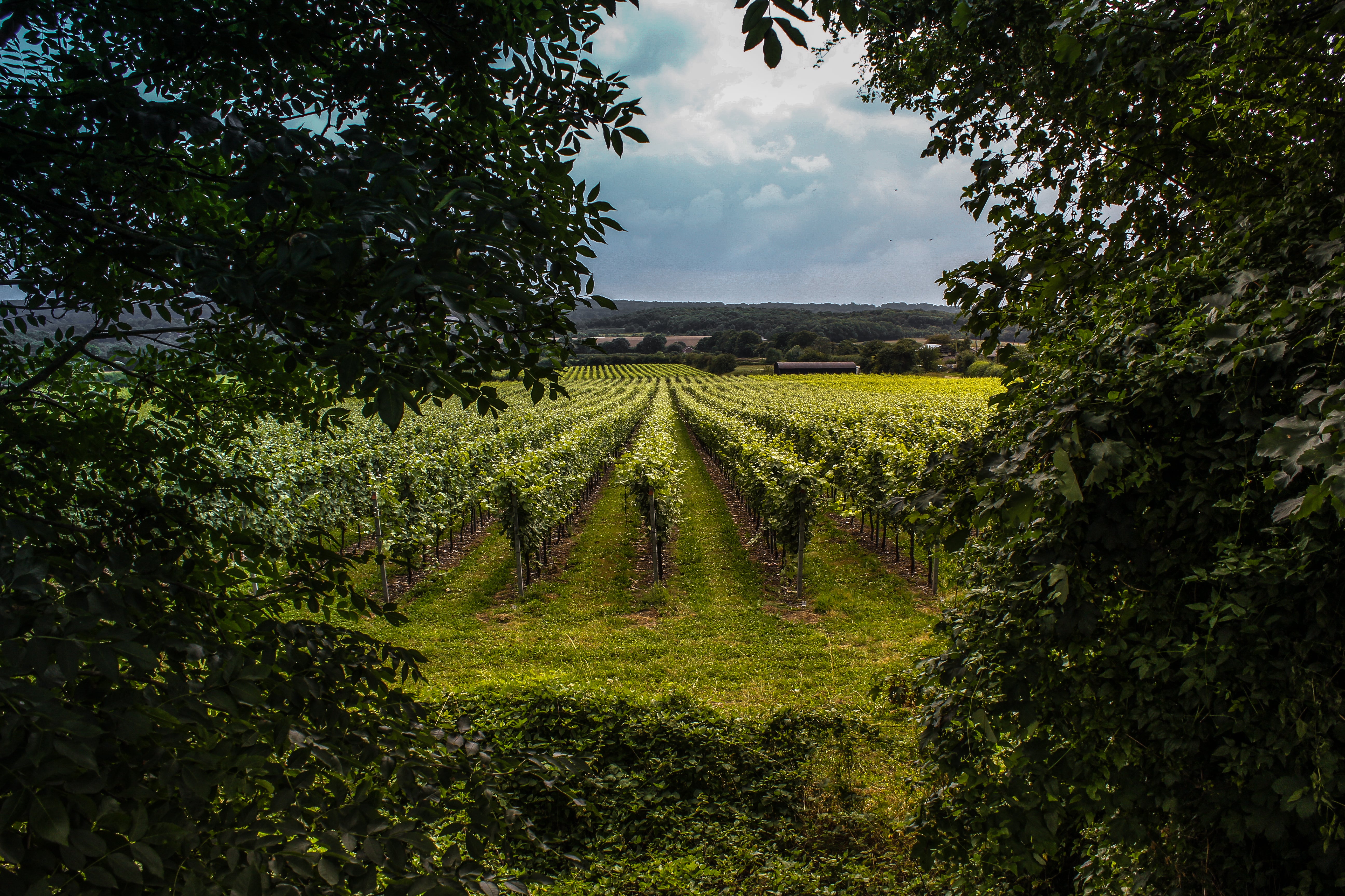 <p>While the climate crisis will overall mean more extreme weather events in the UK, some sectors –  including British winemakers – may also see benefits</p>