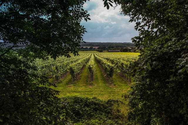 <p>While the climate crisis will overall mean more extreme weather events in the UK, some sectors –  including British winemakers – may also see benefits</p>