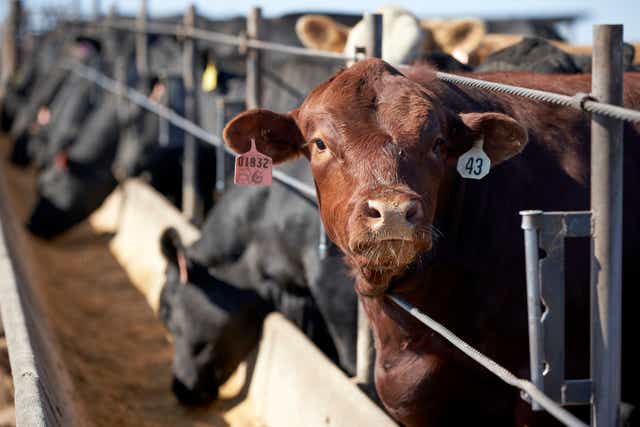 Beef Price Fixing Lawsuit