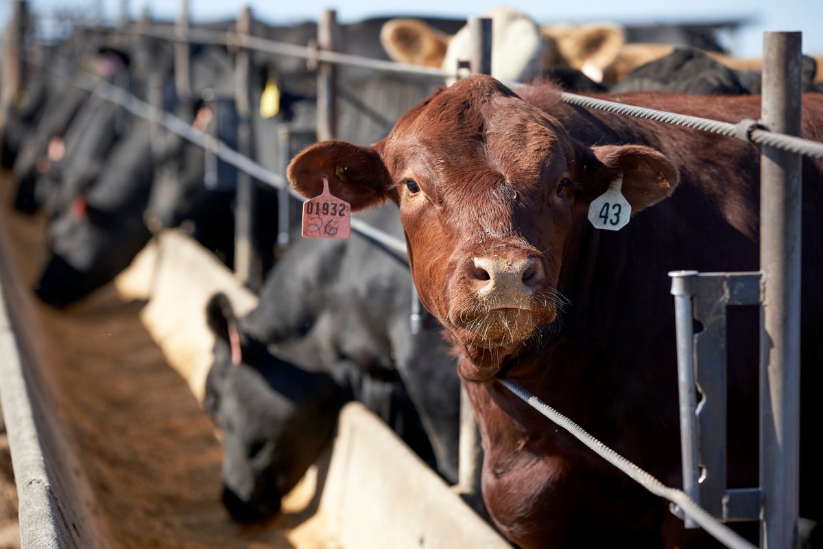 Sysco, en büyük 4 sığır eti işleyicisini fiyat sabitlemekle suçluyor