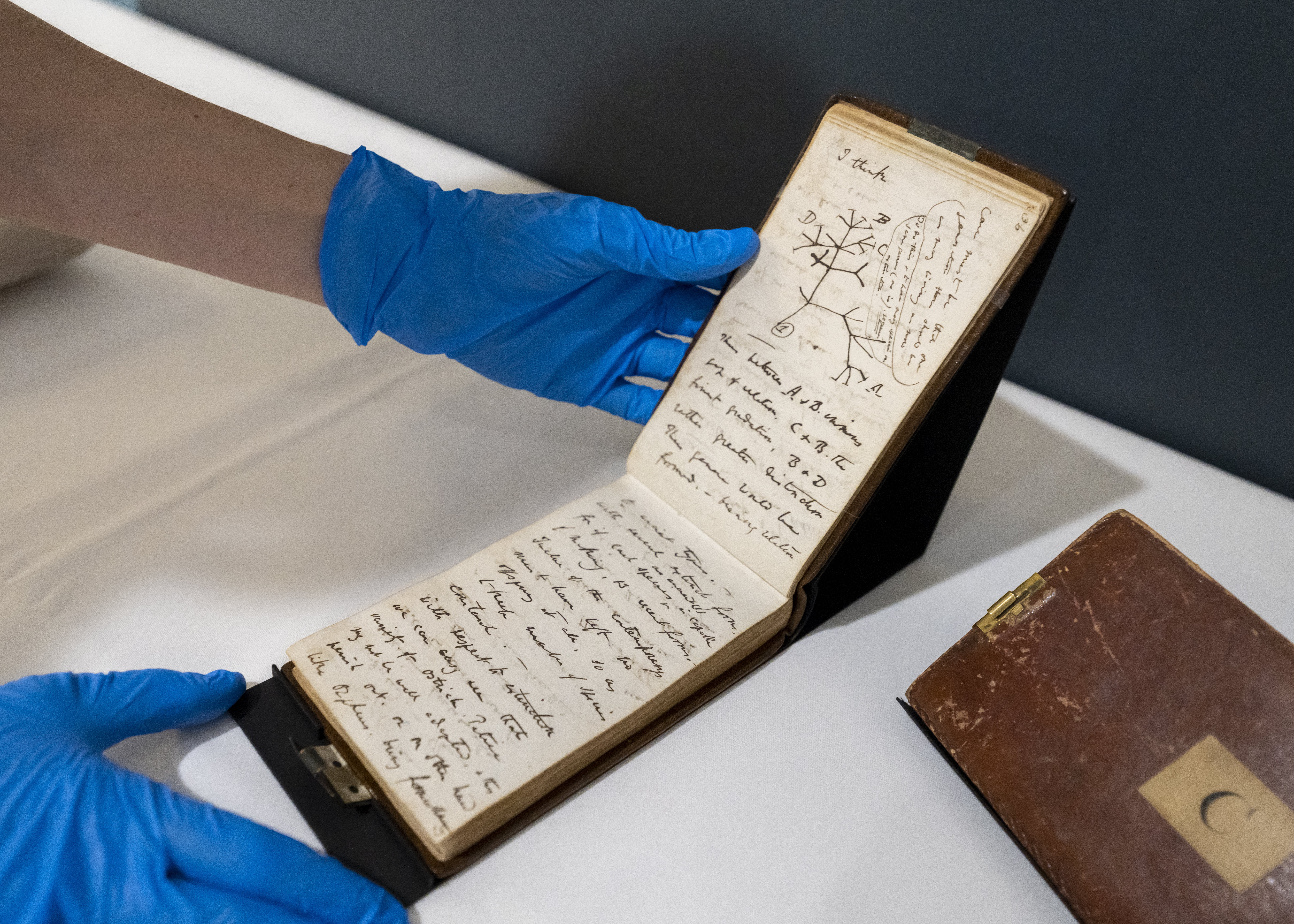 Two Charles Darwin manuscripts anonymously returned to Cambridge University Library more than 20 years after they were found to be missing are to go on public display (Cambridge University Library/PA)