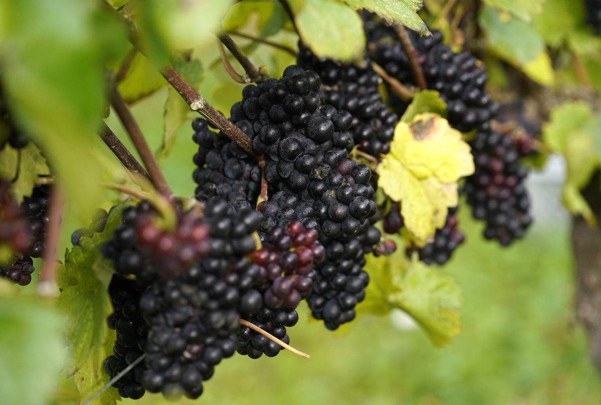 Climate change could boost UK wine industry, study suggests