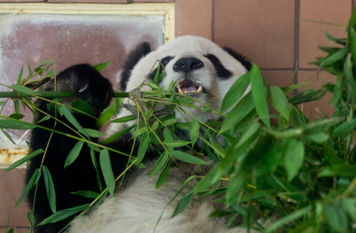 Oldest panda in Mexico dies at zoo on her 35th birthday