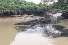 How ‘alarming’ pollution in lower Ganges is impacting one of world’s richest mangrove forests