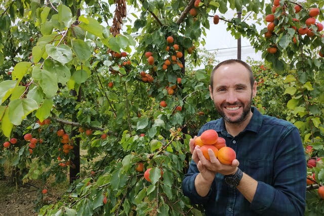 David Moore, owner of Home Farm, near Maidstone, is now the UK’s biggest grower of English apricots. The British apricot industry is celebrating a bumper crop 10 years on despite agronomists uncertain the fruit would grow in the British climate (PA)