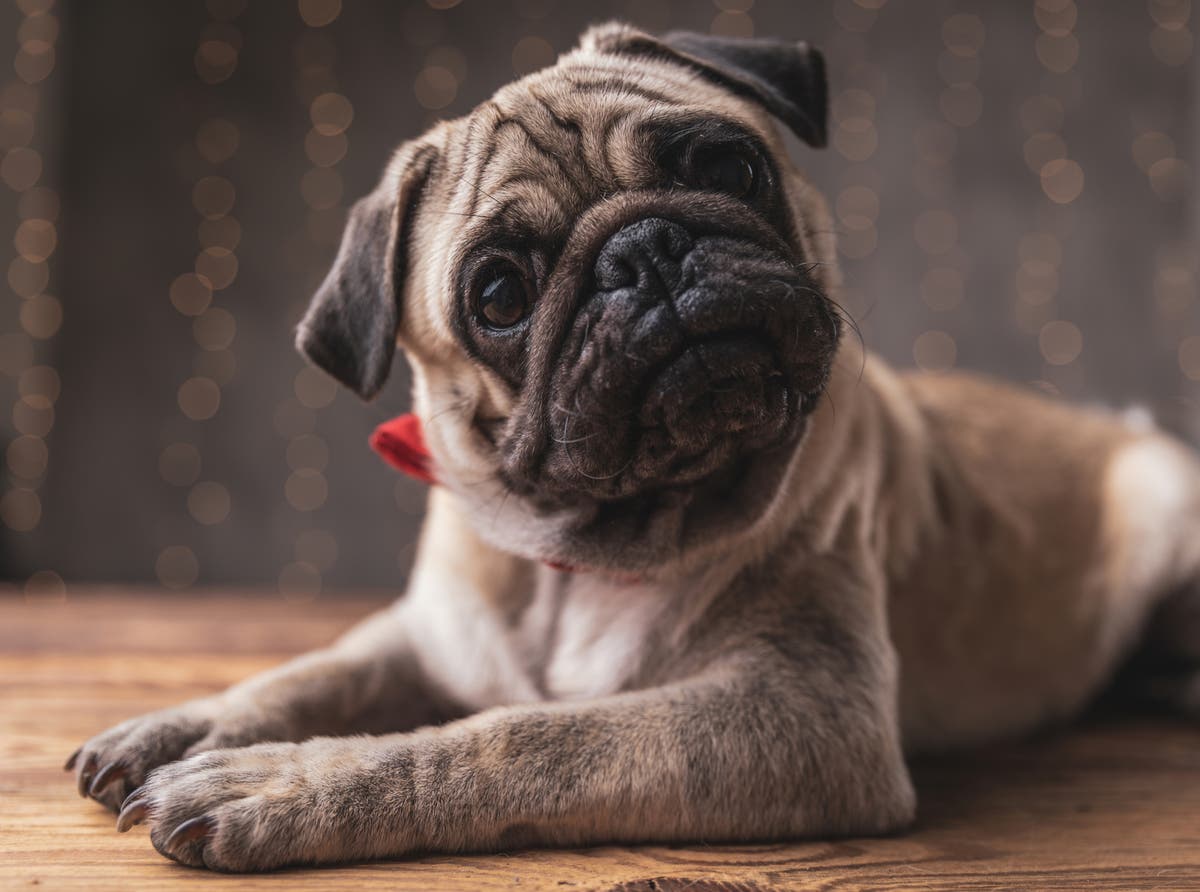 Woman gives dog sitter six &lsquo;ludicrous&rsquo; rules to follow