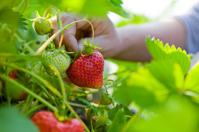 <p>The strawberries were like none I had seen before ... the smell of them was intoxicating, nostalgic, soothing</p>