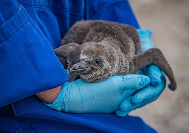 Keepers at Chester Zoo have welcomed the arrival of nine endangered Humboldt penguin chicks (Chester Zoo/PA)