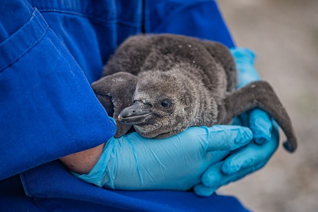 Keepers at Chester Zoo have welcomed the arrival of nine endangered Humboldt penguin chicks (Chester Zoo/PA)
