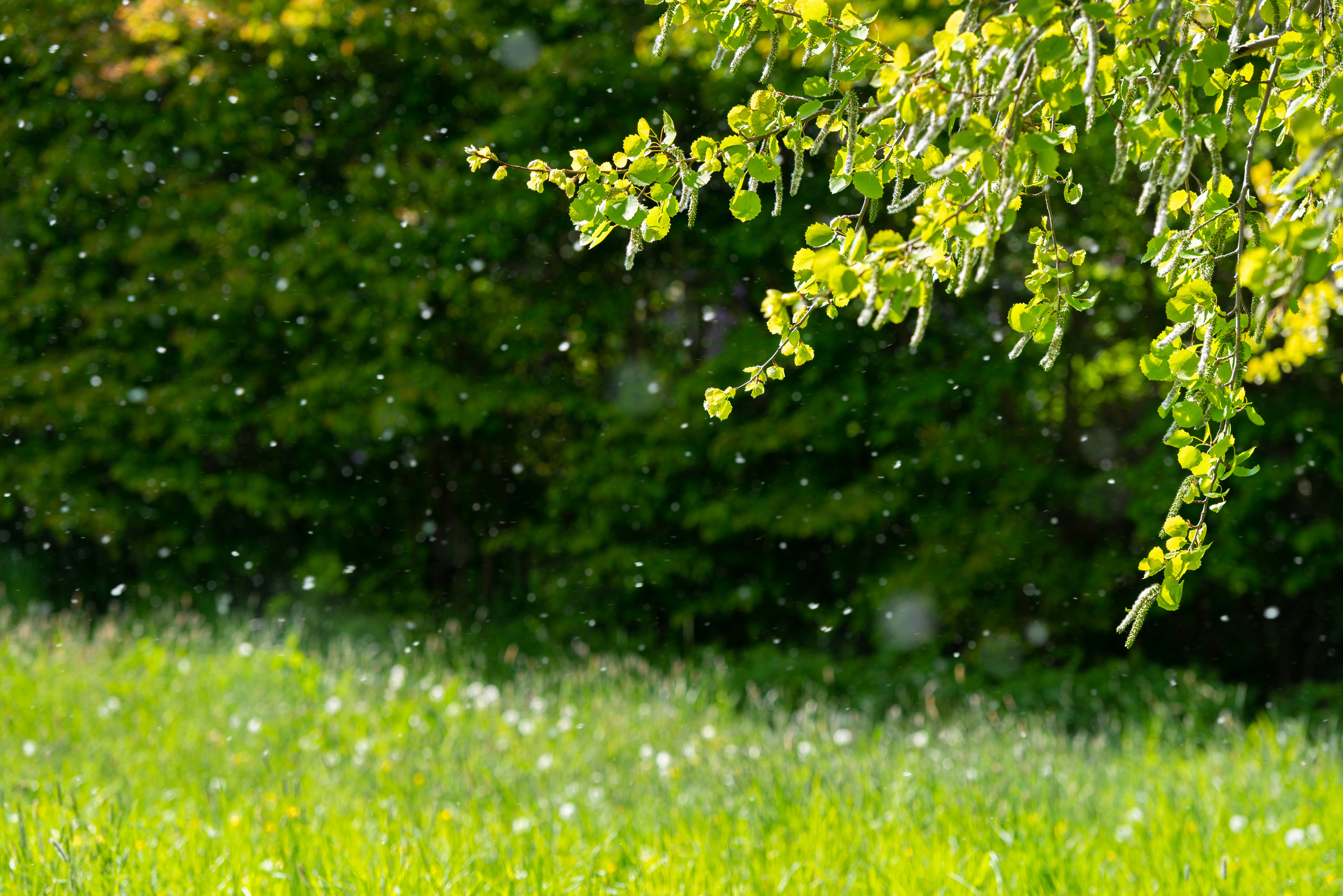 The Met Office says tree pollen levels will be the main cause of hay fever