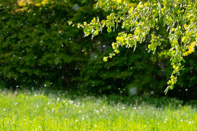 <p>The Met Office says tree pollen levels will be the main cause of hay fever </p>
