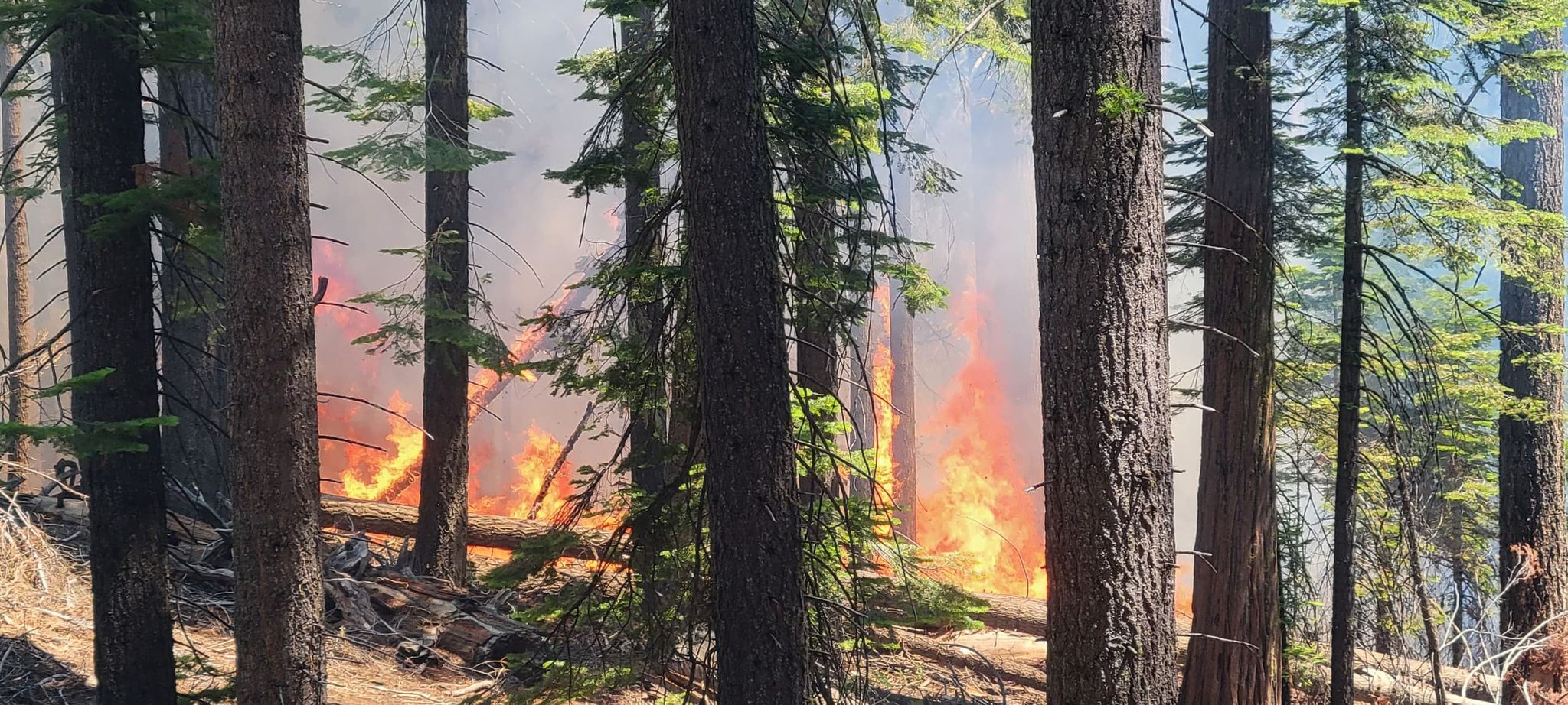 The Washburn Fire burning near the Mariposa Grove sequioas in Yosemite National Park