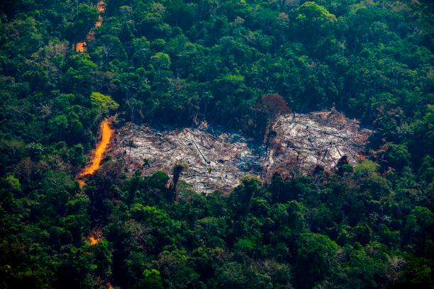 Aerial view of deforestation in Para state