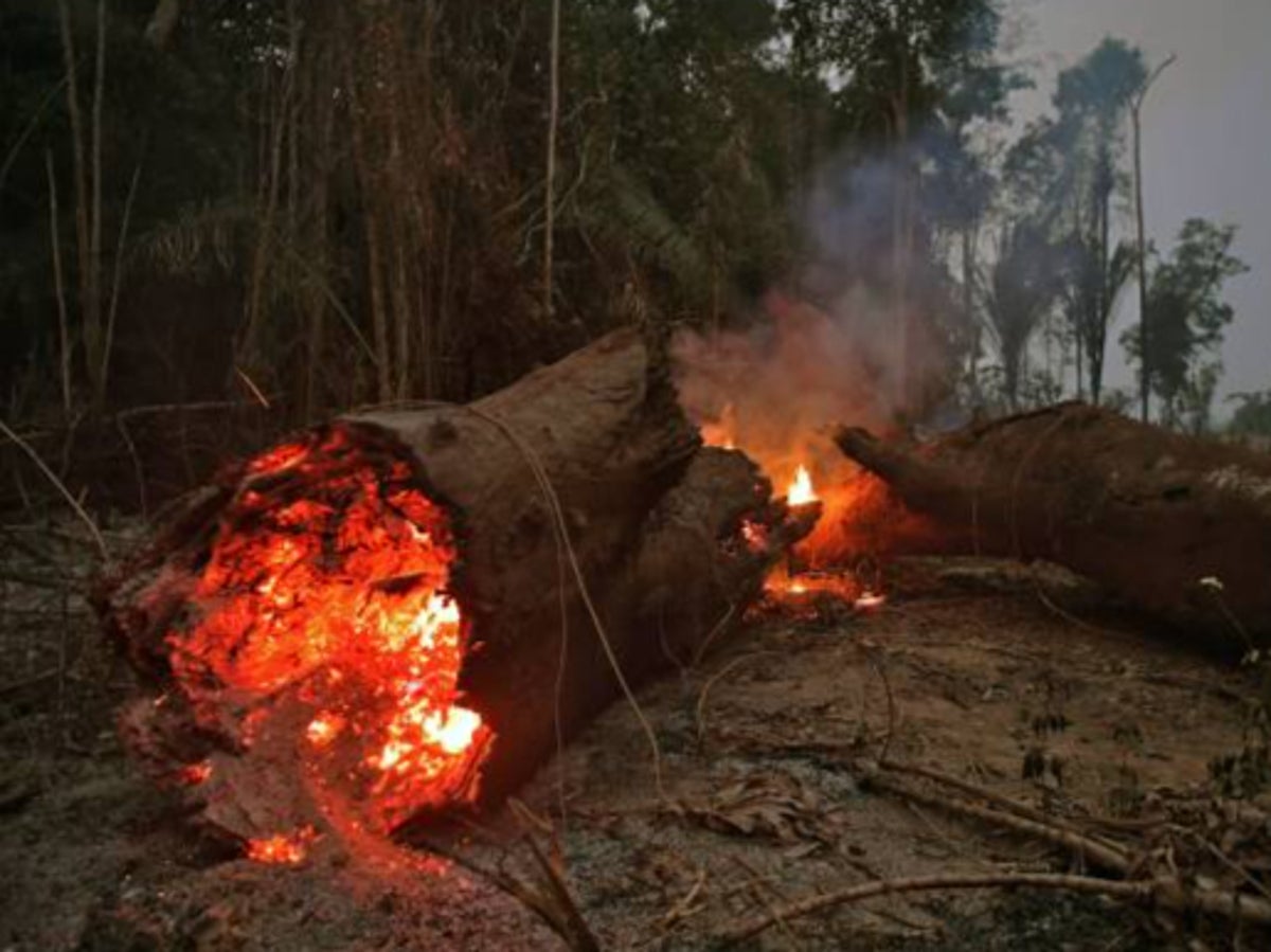 Amazon deforestation hits all-time record as area size of New York City cleared