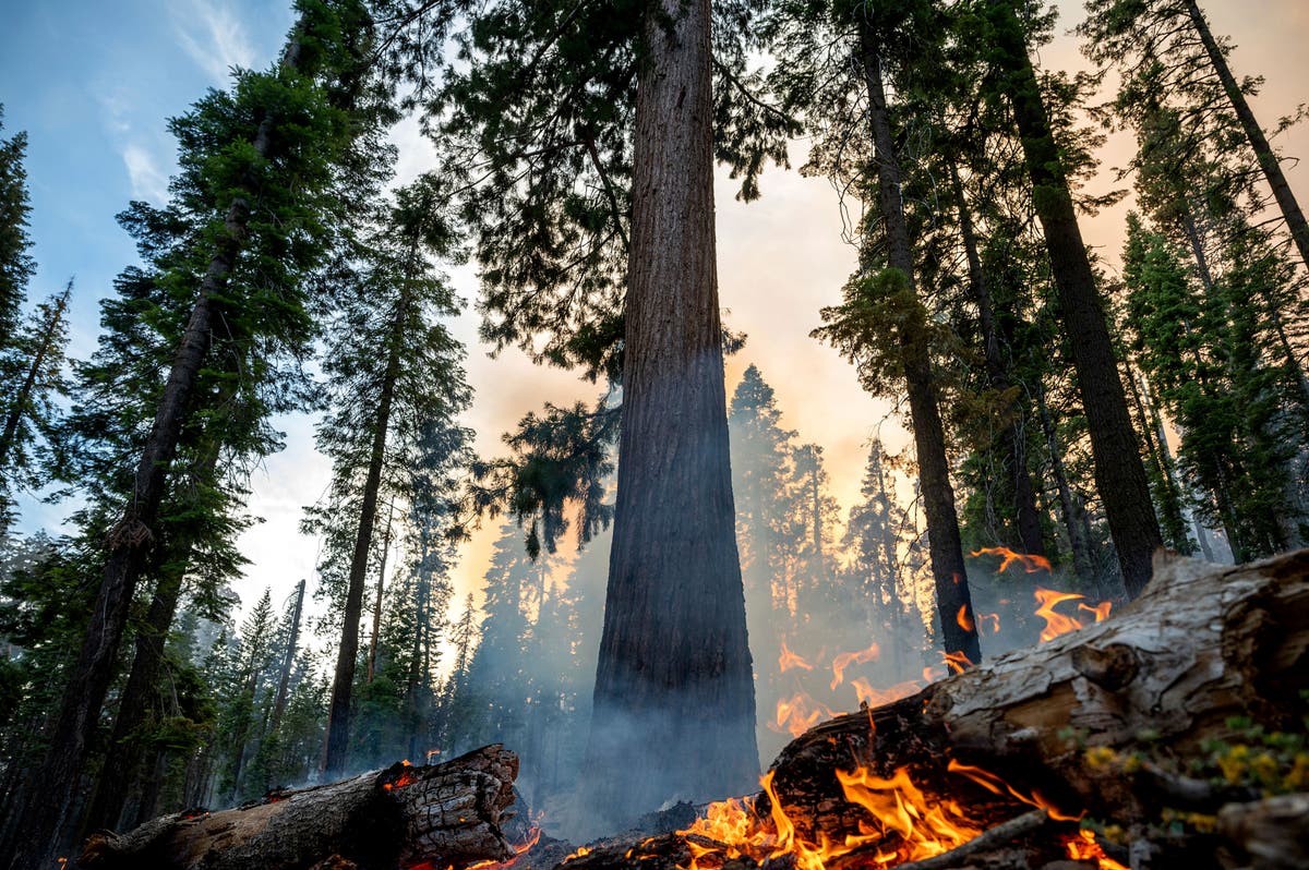 Grove of giant sequoias threatened by California wildfire Grove of giant sequoias threatened by California wildfire
