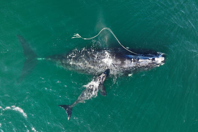 Right-Whale-Protection