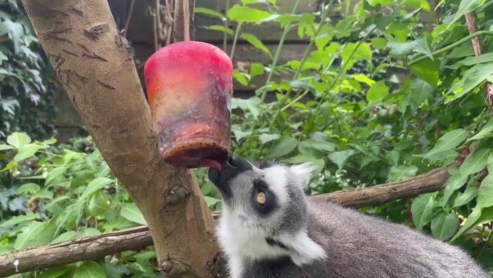 Wildlife park animals pampered with ice lollies and sprinklers during heatwave
