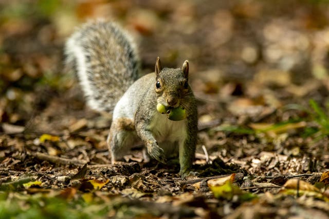 A grey squirrel eats an acorn in Sefton Park, Liverpool (PA)