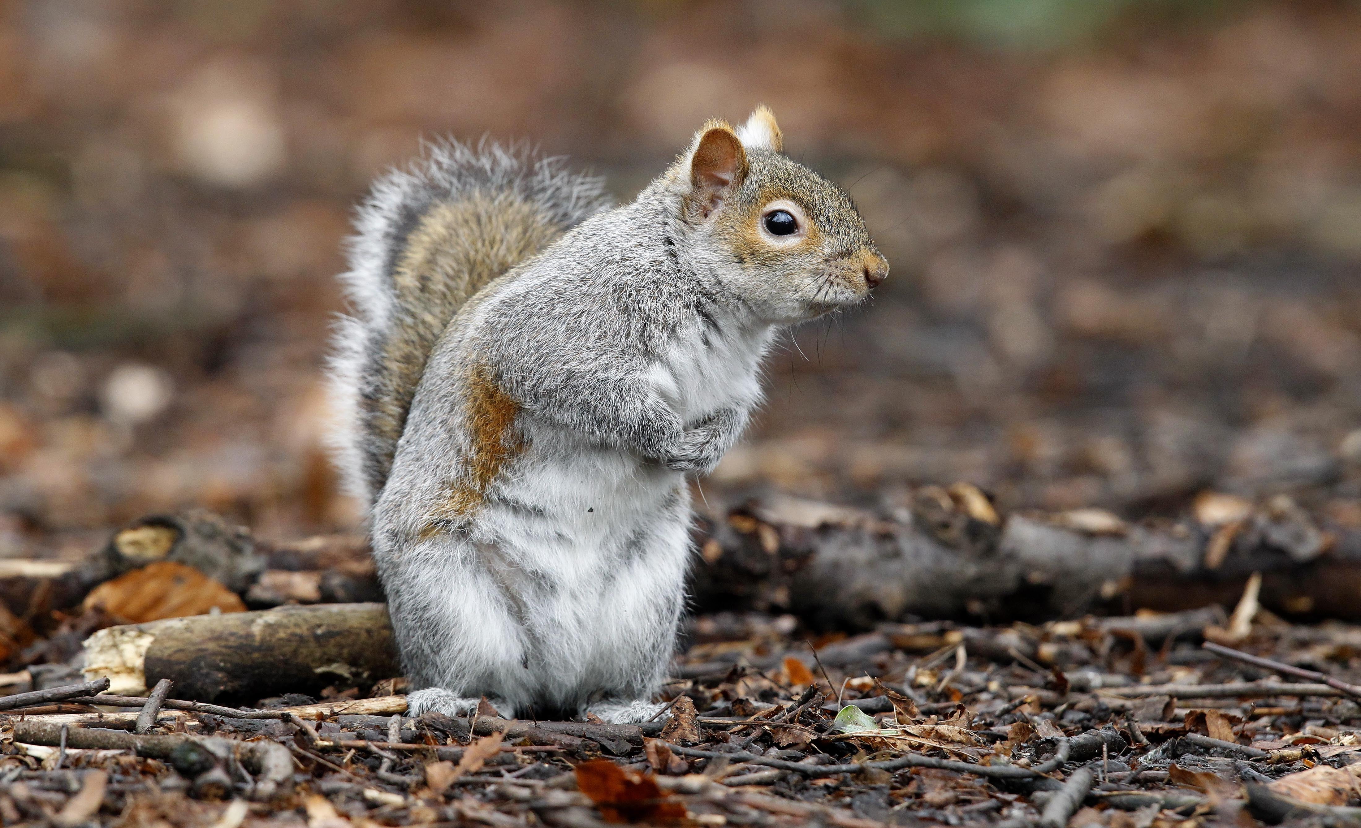 Research is looking into fertility control for grey squirrels (Peter Byrne/PA)