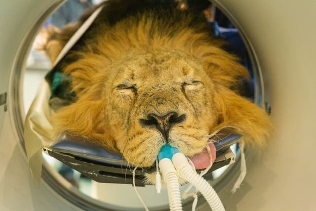 Twelve-year-old Asiatic lion Bhanu undergoes a CAT scan to investigate his recurrent ear problems (ZSL London Zoo/PA)