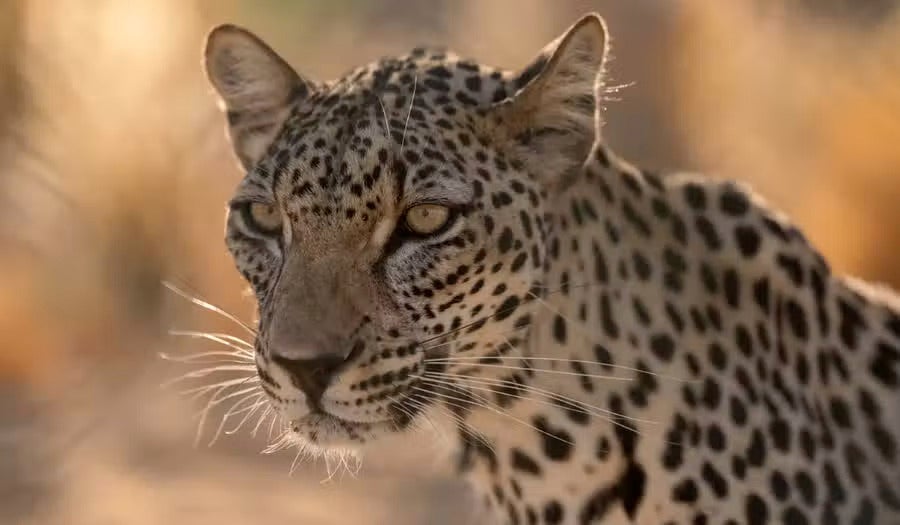 An Arabian leopard