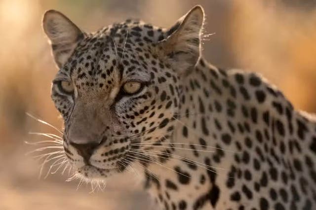 <p>How to Rewild a Desert, step 4: Reintroduce... One of the aims of the project is to create an environment that is capable of supporting an apex predator ‒ in this case the endangered Arabian Leopard, which has a wild population of just an estimated 200 in the world. / Royal Commission of AlUla</p>