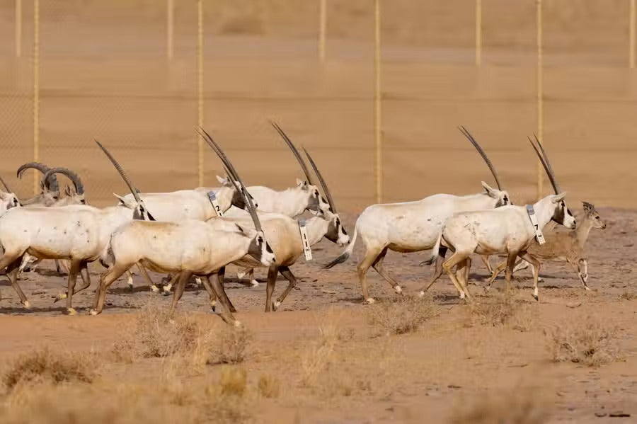 Arabian oryx are endangered, with less than 1,000 left in the wild. Those that have been released in AlUla’s reserves have been fitted with radio collars to study and manage the population