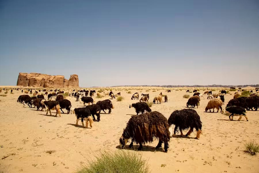 The land around AlUla has been overgrazed by livestock, like these Najdi sheep – highly prized for their meat, milk and thick woolly coats