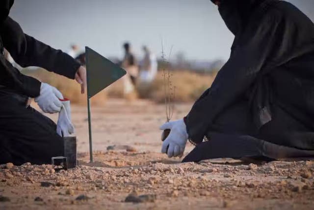 <p>Acacia are planted as part of landscape regeneration / Royal Commission of AlUla</p>