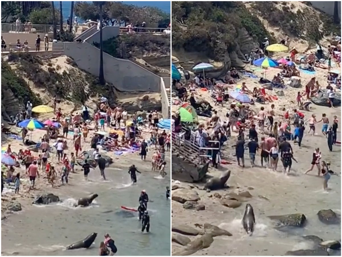Sea lions chase away sunbathers in La Jolla cove