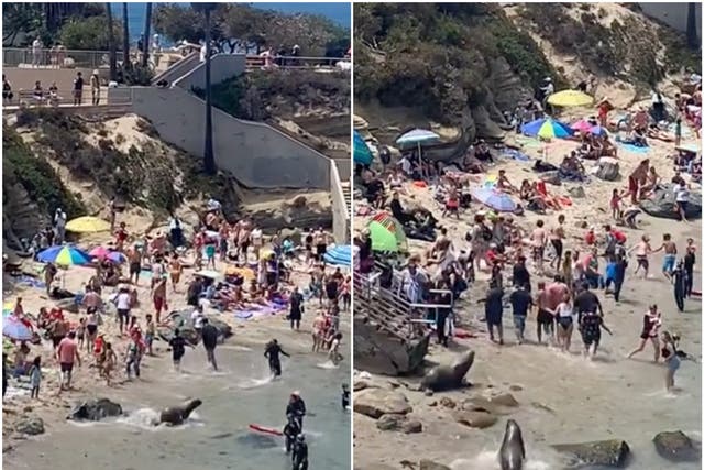 <p>Sea lions chased away beachgoers in San Diego</p>