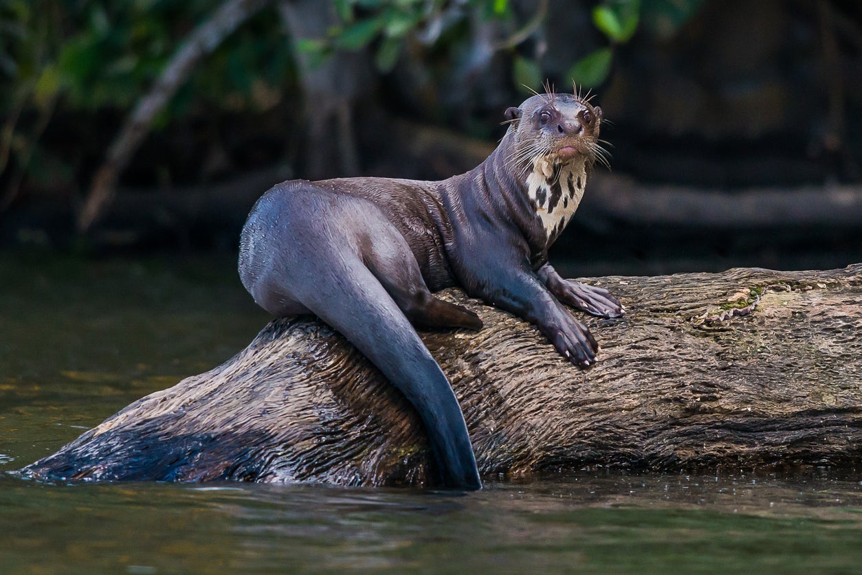 A giant otter in the Amazonian jungle