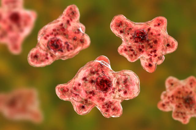 <p>An artist rendering of Naegleria fowleri, the ‘brain-eating’ amoeba</p>