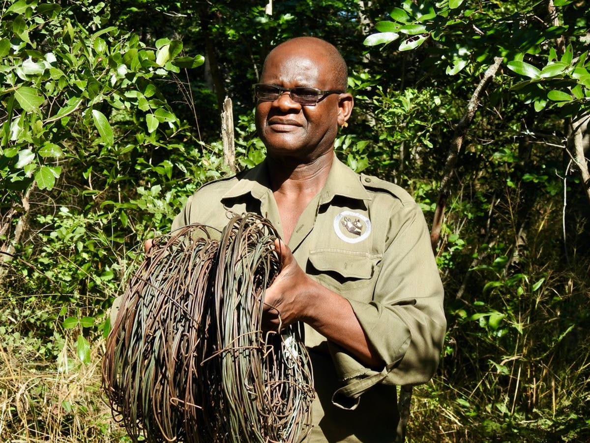 Volunteers fighting to save wild dogs from extinction in Zimbabwe Volunteers fighting to save wild dogs from extinction in Zimbabwe