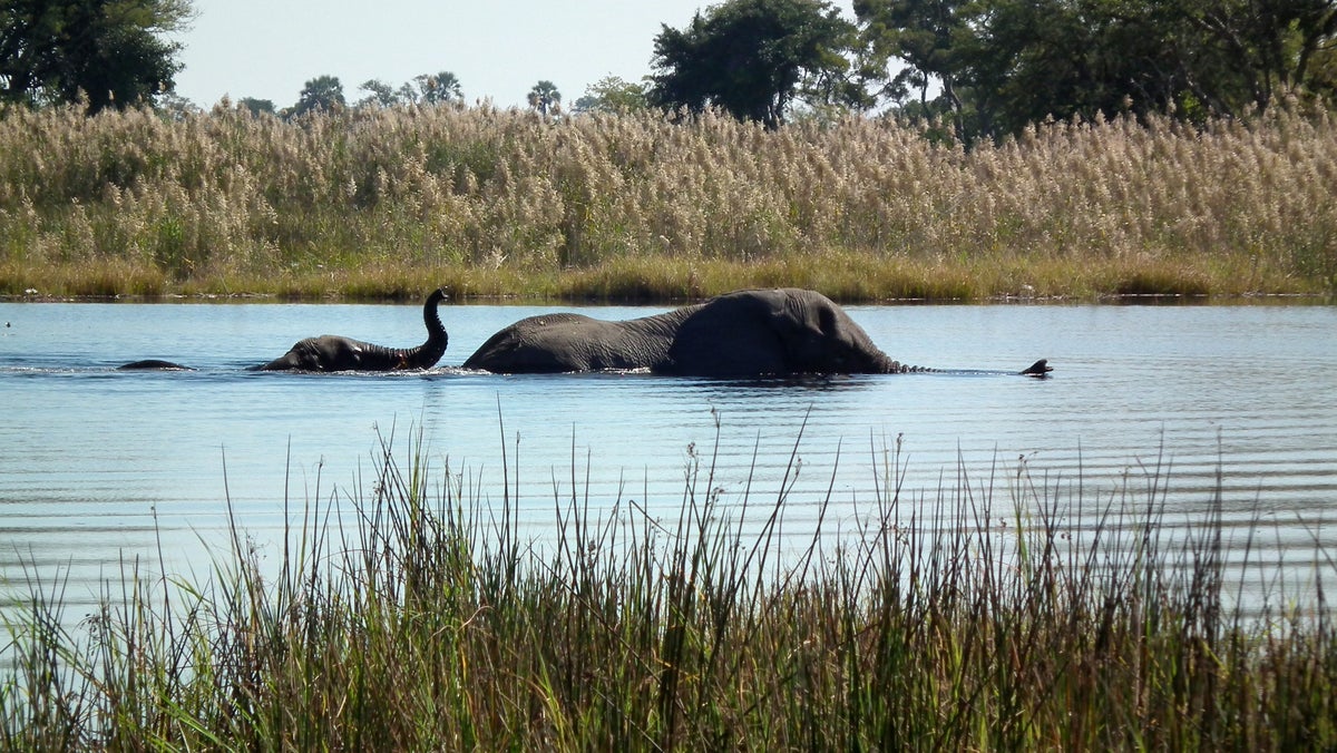 Poachers in Botswana take advantage of Okavango Delta flood waters