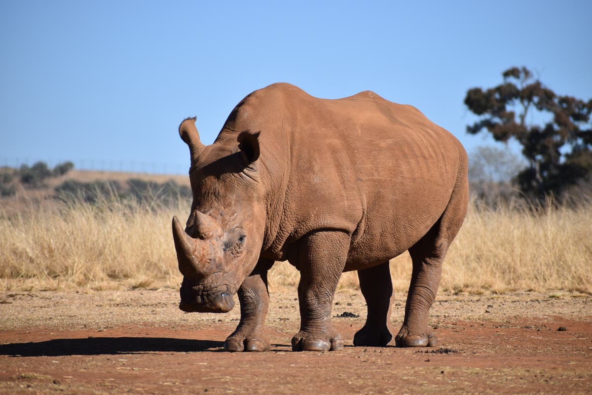 Uganda Wildlife Authority intercepts 15 kilograms of rhino horn at Entebbe Airport Uganda Wildlife Authority intercepts 15 kilograms of rhino horn at Entebbe Airport