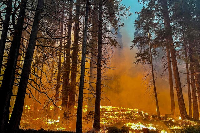 <p>The Washburn Fire rages on Monday, after burning over 2,300 acres in Yosemite National Park</p>