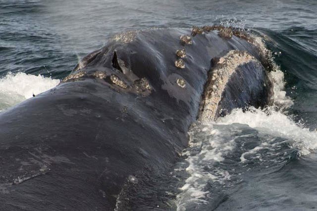 Rare Whales Critical Habitat