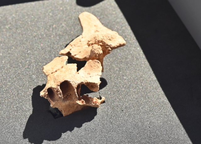 <p>Fragments of what could be ‘face of the first European’ discovered at Sierra de Atapuerca in northern Spain</p>