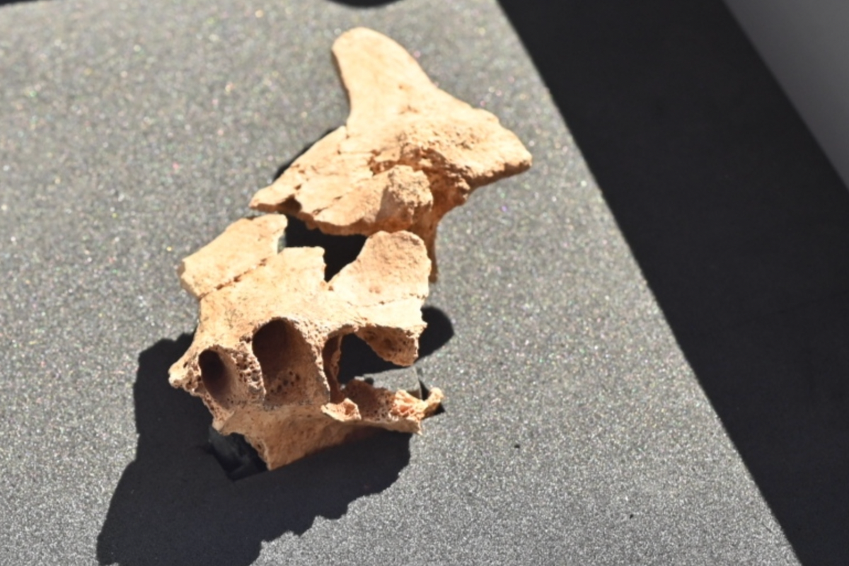 ‘Face of the first European’: Archeologists in Spain may have found ...