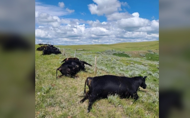 A family lost 28 cattle to a lighting strike in Canada’s Saskatchewan