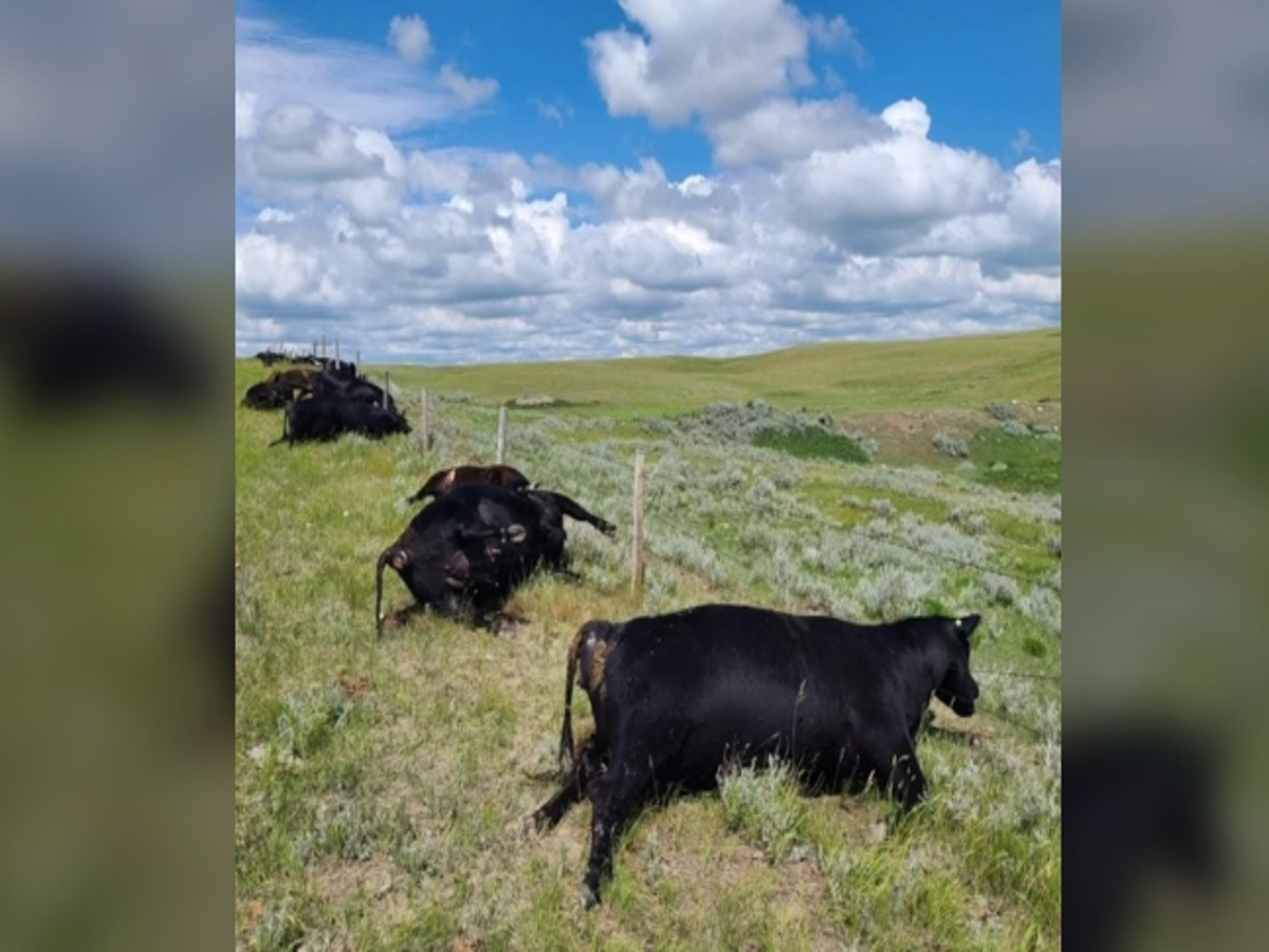 Lightning strike kills 27 cows in freak accident | The Independent