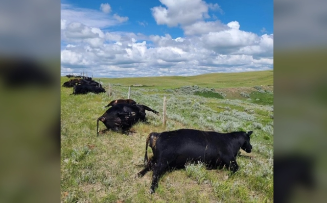 <p>A family lost 28 cattle to a lighting strike in Canada’s Saskatchewan</p>