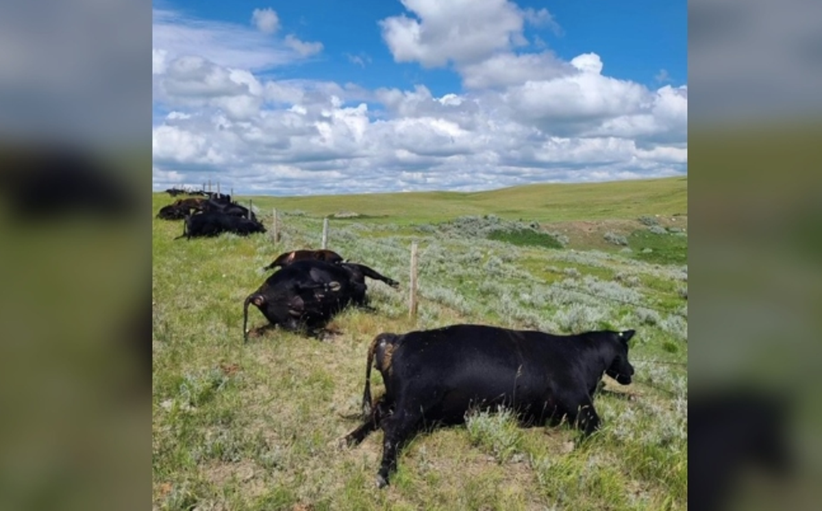 Saskatchewan, Kanada: Sahiplerine göre 'çok şiddetli' yıldırım çarpması 14 inek ve 13 buzağıyı öldürdü