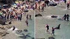 Charging sea lions chase away beachgoers at San Diego’s La Jolla cove