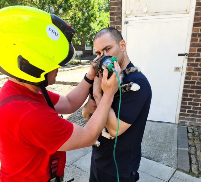 A cat caught in a house fire in London has become the first pet to be saved by newly implemented pet oxygen masks (London Fire Brigade/ PA)